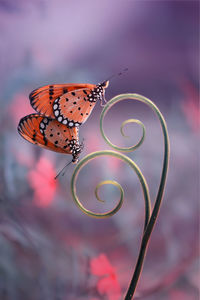 Close-up of butterfly on flower