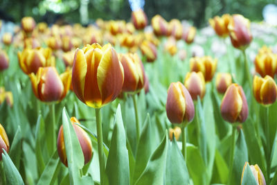 Close-up of yellow tulips on field