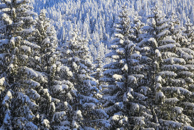 Snow covered pine trees in forest during winter