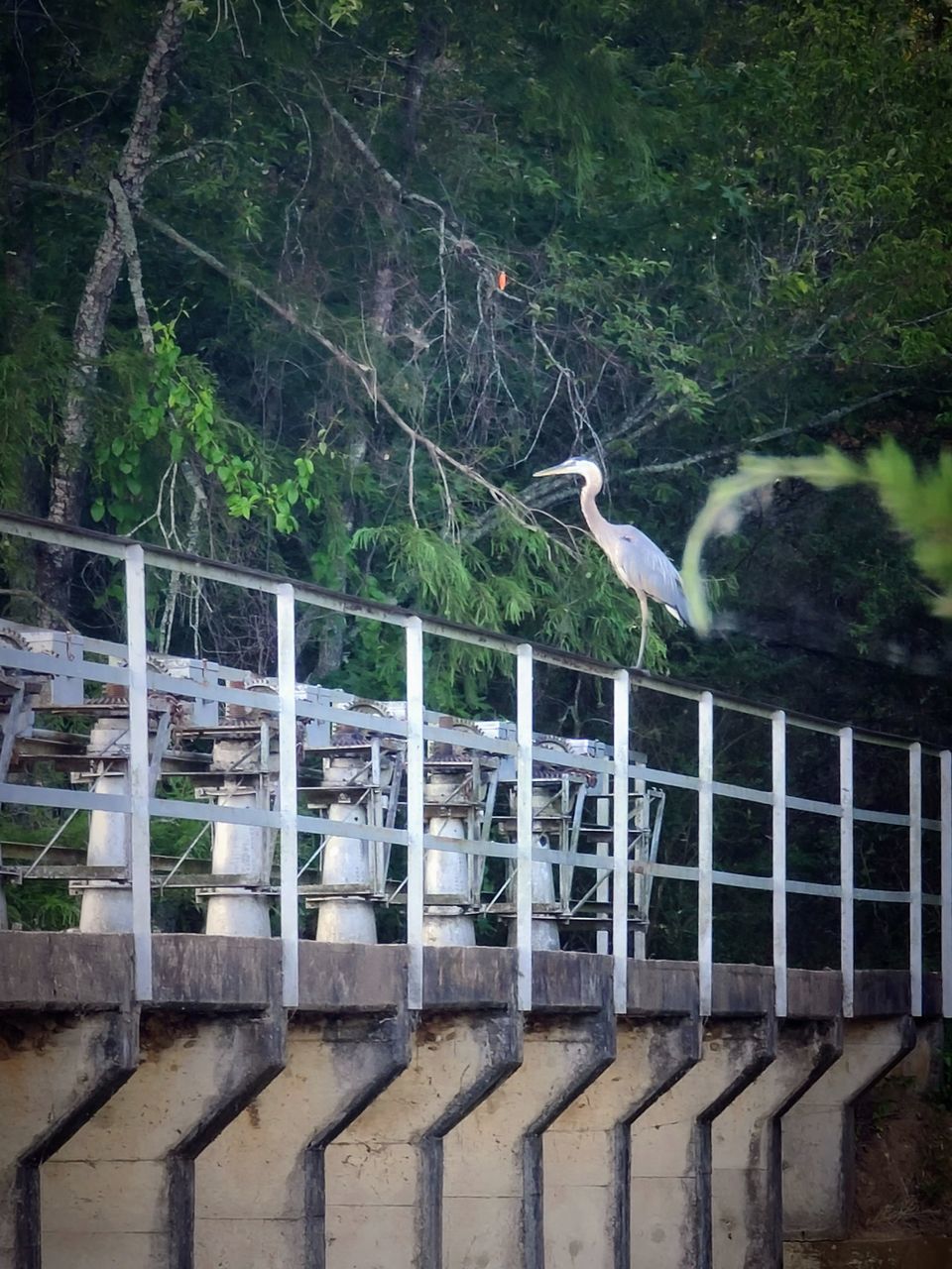 tree, plant, railing, no people, nature, day, wall, architecture, bird, outdoors, built structure, animal themes, animal, bridge, forest, animal wildlife, water, growth, land, fence