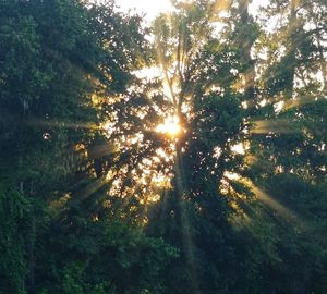 Sunlight streaming through trees in forest