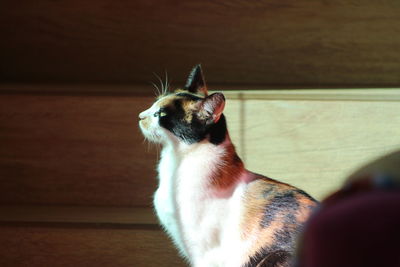 Close-up of a cat looking away