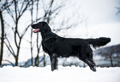 Black dog on snow covered land