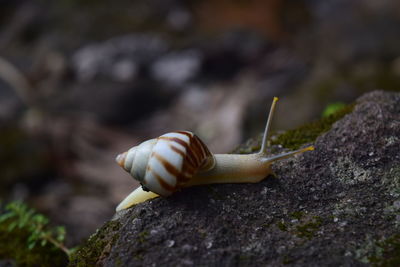 Close-up of snail on rock