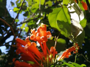 Close-up of orange flowering plant