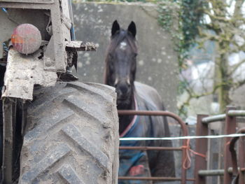 Close-up of horse