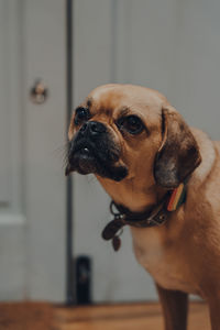 Close up portrait of a puggle with a rainbow heart on the collar, selective focus.