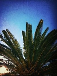 palm tree