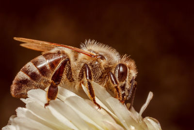 Close-up of butterfly on flower