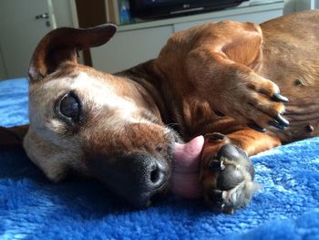 Close-up of a dog resting on bed