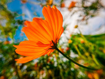 Close-up of orange flower
