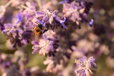 Close-up of bee pollinating on lavender