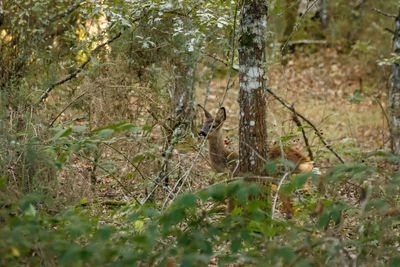 Close-up of lizard on tree