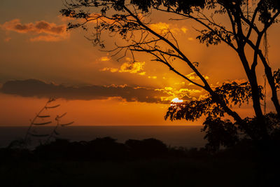 Silhouette tree against sky during sunset