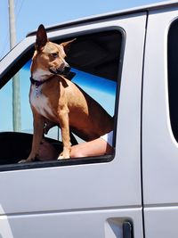 Dog looking through car window