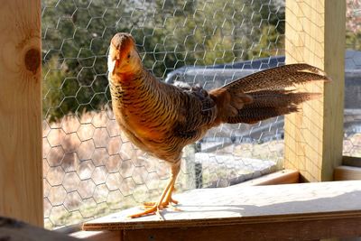 Close-up of bird perching 