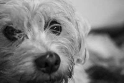 Close-up portrait of dog