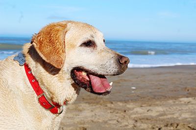 Close-up of dog looking away