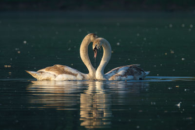 Duck swimming in water