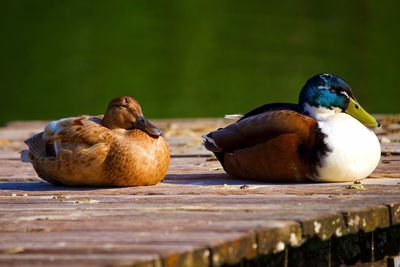 Close-up of duck