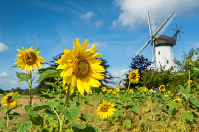 Sunflowers growing on field against sky