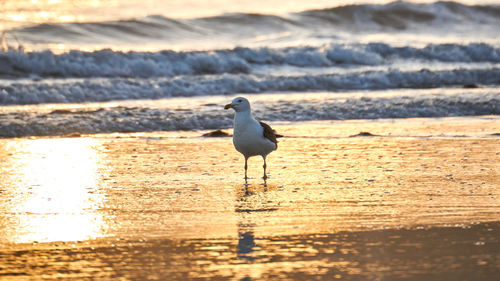 Seagull perching on a beach