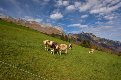 Cows grazing on hill by mountain against sky