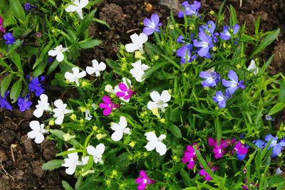 Close-up of purple flowers blooming in field