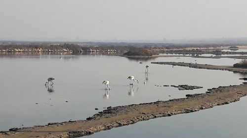 Birds by river against sky