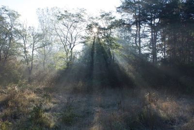 Trees in forest