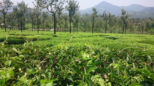 Scenic view of agricultural field