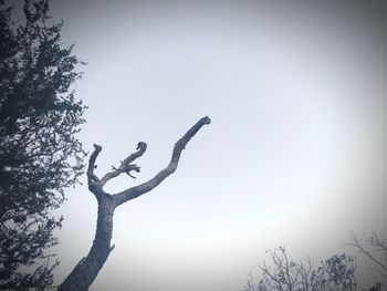 Low angle view of silhouette tree against clear sky