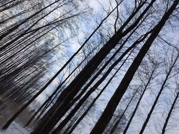 Low angle view of bare trees in winter