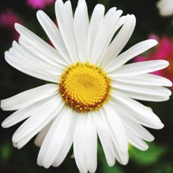 Close-up of white daisy