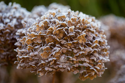 Close-up of mushrooms growing on land