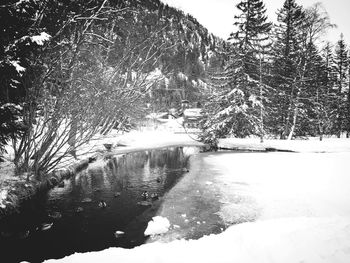 Frozen trees on snow covered landscape