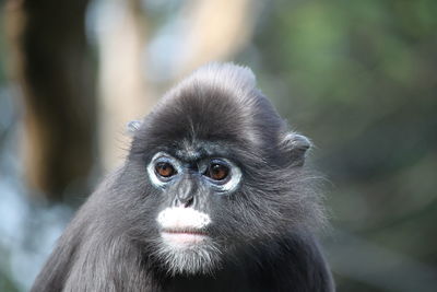 Close-up portrait of monkey