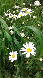 flowering plant