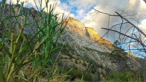 Low angle view of plants against sky