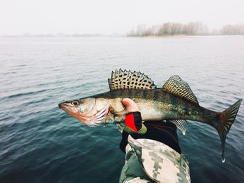 Cropped hand holding fish by lake