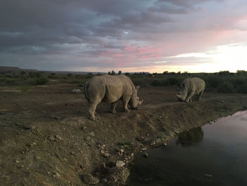 View of elephant drinking water in lake against sunset sky