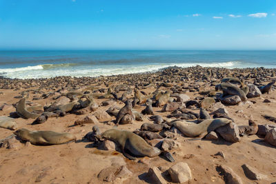 Scenic view of sea shore against sky