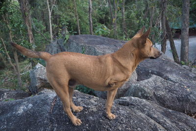 Cat standing on rock in forest