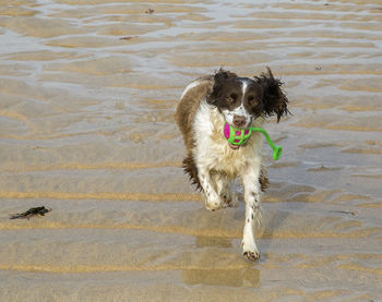 Dog in water