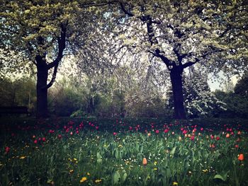 Pink flowers blooming on field