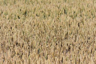 Full frame shot of wheat field