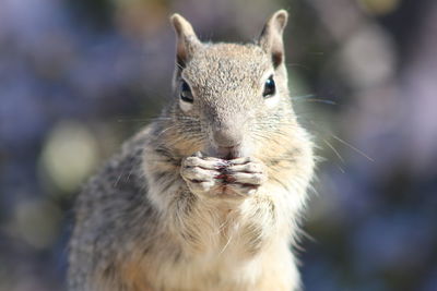 Close-up of squirrel