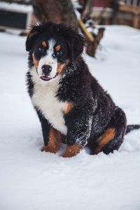 Close-up portrait of dog during winter