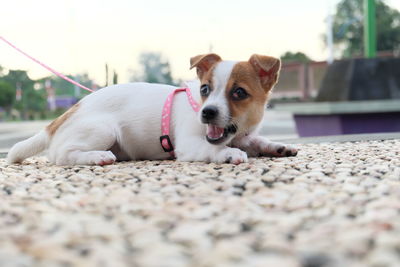 Close-up portrait of dog