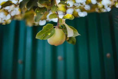 Close-up of fruits hanging on tree